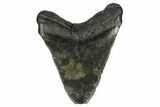 Fossil Megalodon Tooth - South Carolina #172237-1